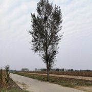 寻找叛徒